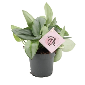 Scindapsus Moonlight ⌇ Scindapsus treubii P12