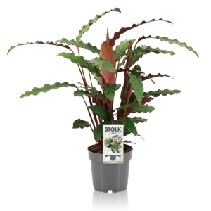 Kalatea falistolistna ⌇ Calathea rufibarba P14 