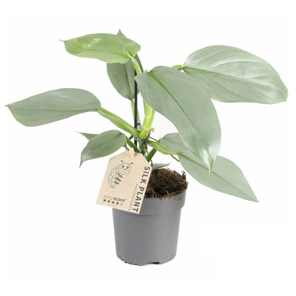 filodendron-silver-sword-sadzonka.jpg