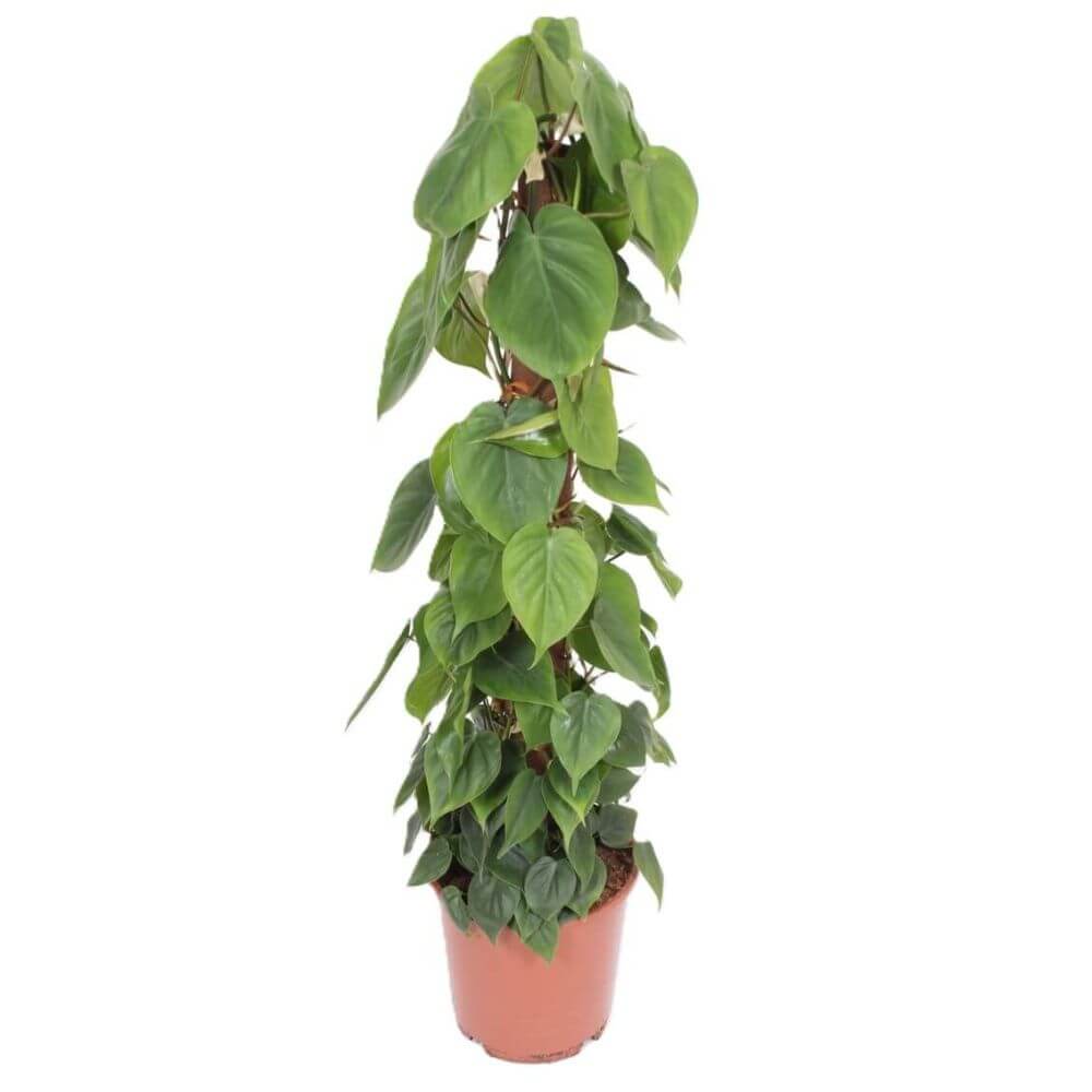 filodendron-pnacy-xl-sadzonka.jpg