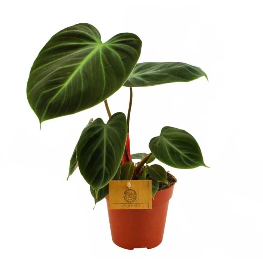 filodendron-el-choco-red-sadzonka.jpg