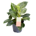 filodendron-birkin-sadzonka.jpg