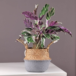 Kalatea White Fusion ⌇ Calathea orbifolia P14