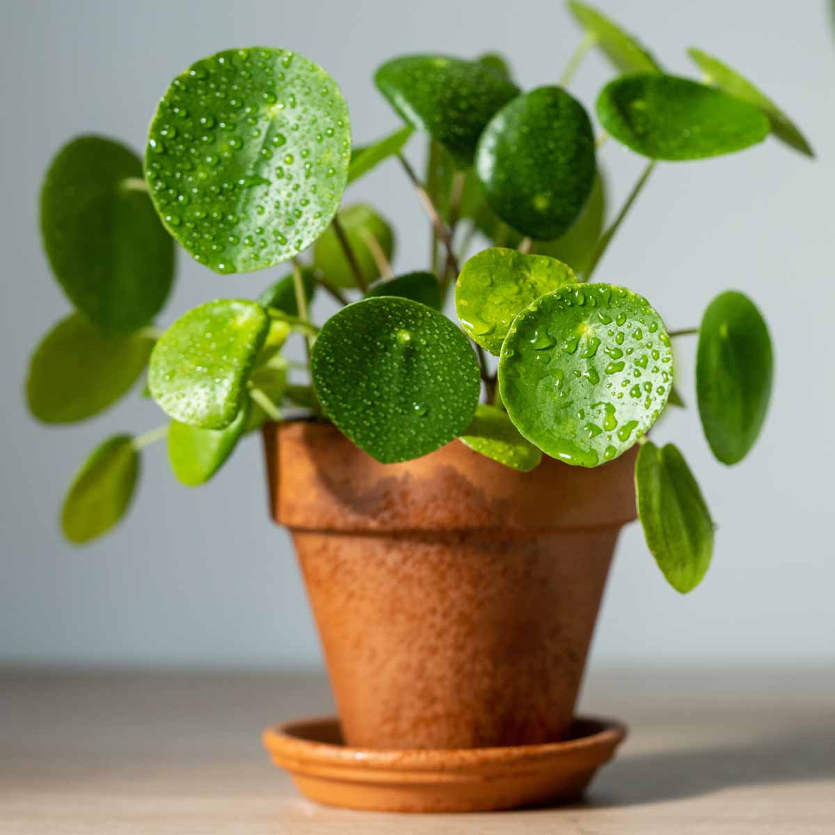 Pieniążek Pilea peperomioides sadzonka