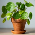 Pieniążek Pilea peperomioides sadzonka