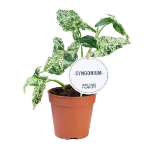 Syngonium Mottled ⌇ Syngonium P12