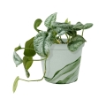 syngonium-green-splash-p12-w-doniczce.jpg