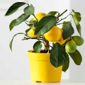 Cytryna lemon lover (Citrus limon) sadzonka