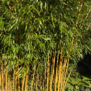 Bambus drzewiasty Aureocaulis ⌇ Phyllostachys aureosulcata