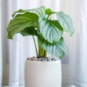 Kalatea okrągłolistna ⌇ Calathea orbifolia