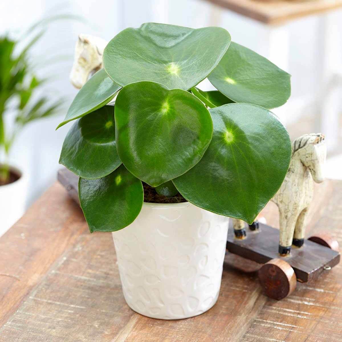 Peperomia Raindrop (Peperomia polybotrya) sadzonka