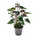 Anturium Black Love Anthurium gdzie kupić