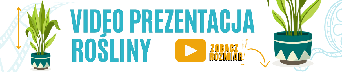 baner video