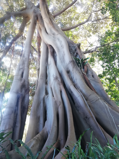 Teneryfa ogród botaniczny Puerto de la Cruz