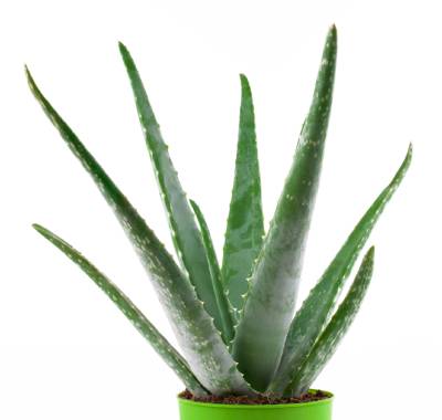 Aloes