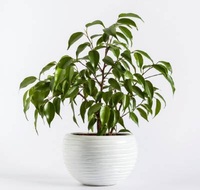Fikus benjamina