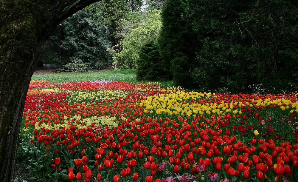 Tulipany Mainau na Jeziorze Bodeńskim