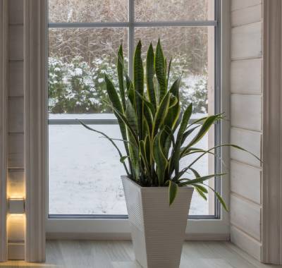Sansevieria