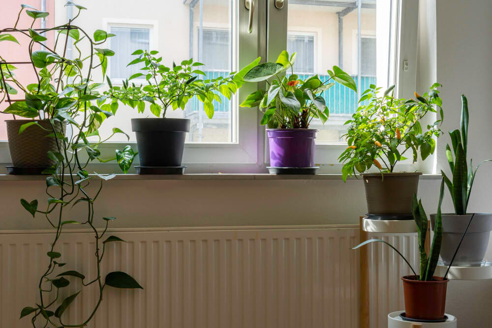 Rośliny doniczkowe na parapecie przy kaloryferze