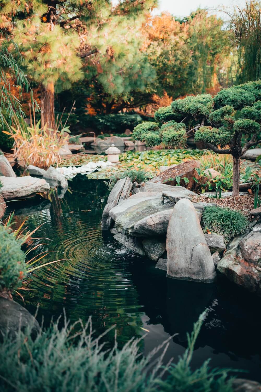 Ogród w stylu japońskim, sadzawka z wodą otoczona kamieniami, drzewo bonsai 