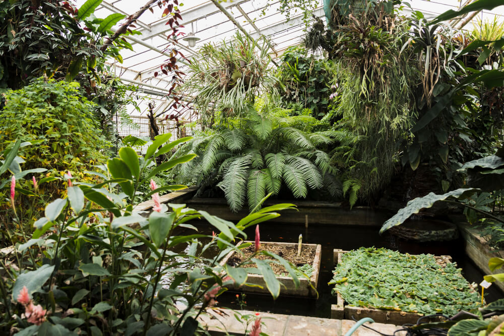 Ogrody botaniczne w Polsce: Kraków, Wrocław